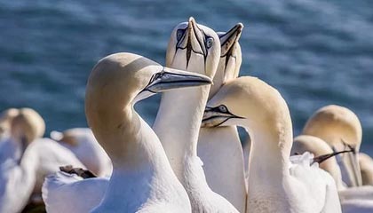 世界杯比赛在线观看地址-秦游夏：2020年，德甲联赛的丰收之年